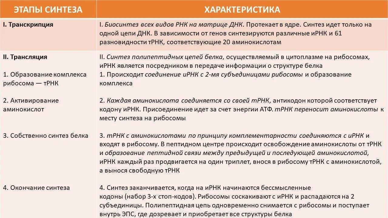 Определите последовательность процессов биосинтеза белка. 10 Класс биология Биосинтез белка таблица. Описать этапы синтеза белка. Характеристика этапов синтеза белка кратко. Краткая характеристика основных этапов биосинтеза белка.