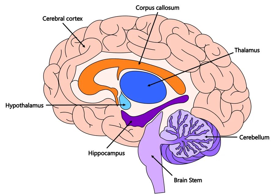Brain structure. Brain diagram. human brain parts. parts of the brain.