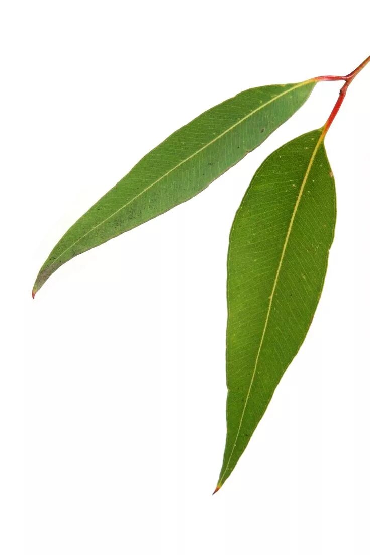 Gum leaves. Эвкалипт бенджамина. Лист ивы. Листья эвкалипта вектор. Эвкалиптовые листья.