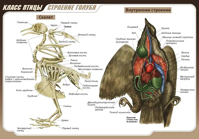 Органы птиц 7 класс. Класс птицы внутреннее строение голубя. Внутреннее строение голубя скелет. Строение внутренних органов голубя. Внутреннее строение сизого голубя.