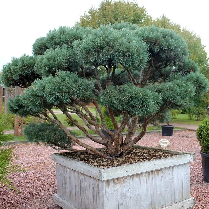 Pinus Sylvestris Watereri. Сосна обыкновенная Ватерери. Сосна Горная Ватерери. Сосна Сильвестрис Ватерери. Сосна ватерери купить