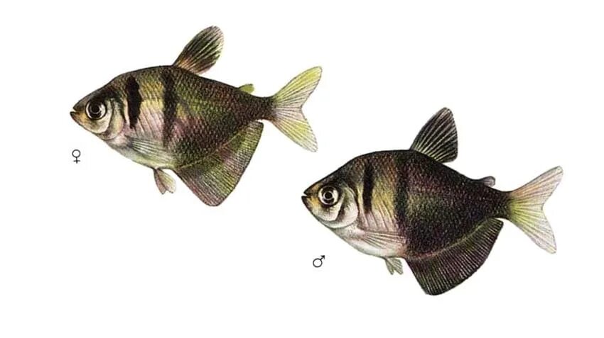 Как отличить тернеций. Тернеция аквариумная рыбка. Тернеция самец и самка. Тернеция вуалевая аквариумная рыбка. Рыбы Тернеция самка.