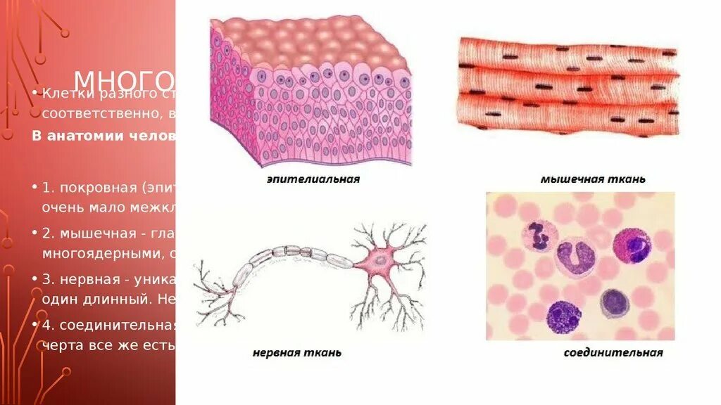 Виды тканей человека анатомия. 4 Типа тканей человека.