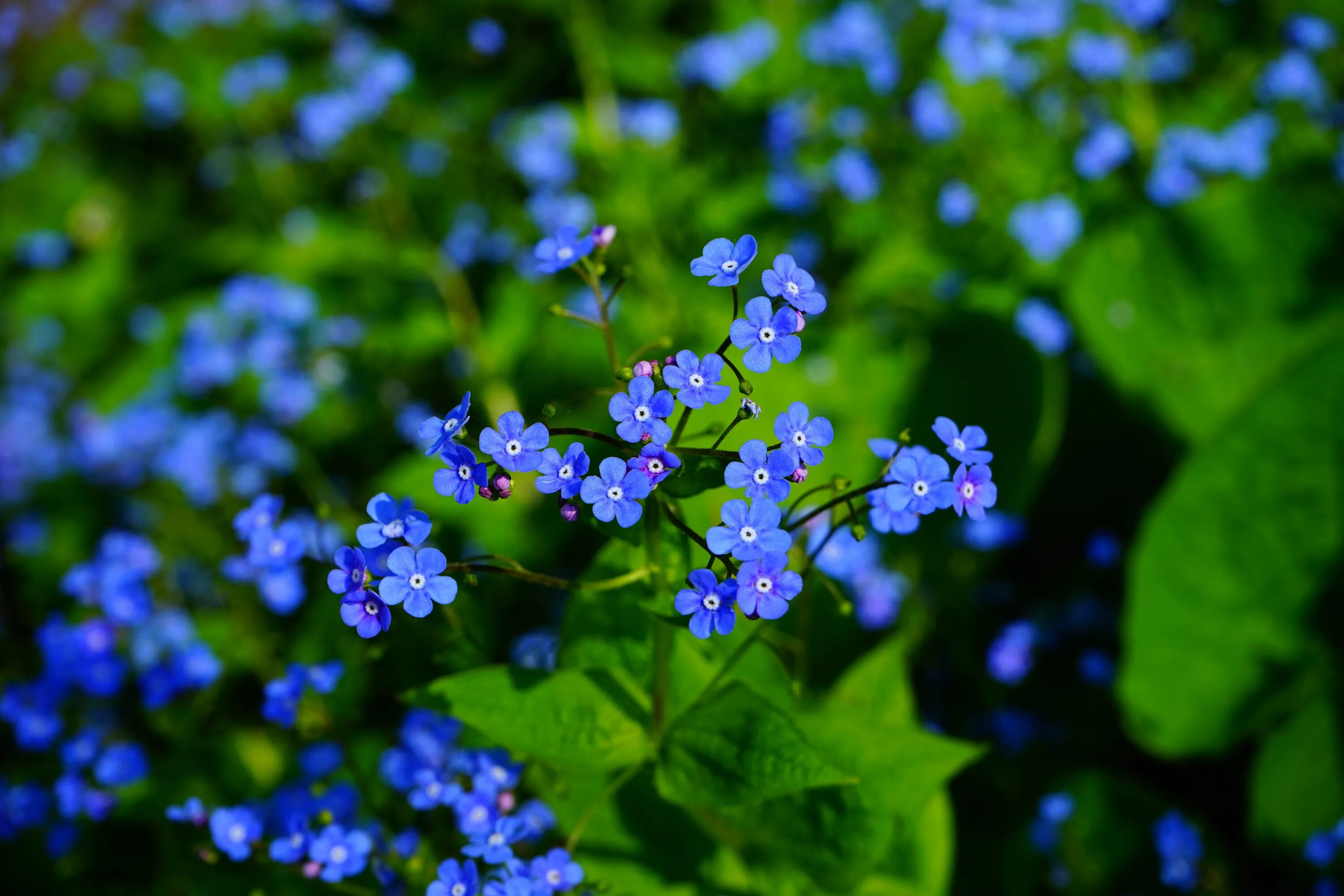 Мелкие цветы голубого цвета. Незабудка Полевая (Myosotis arvensis). Незабудка Садовая голубая. Незабудка Луговая растения. Кавказская Незабудка.