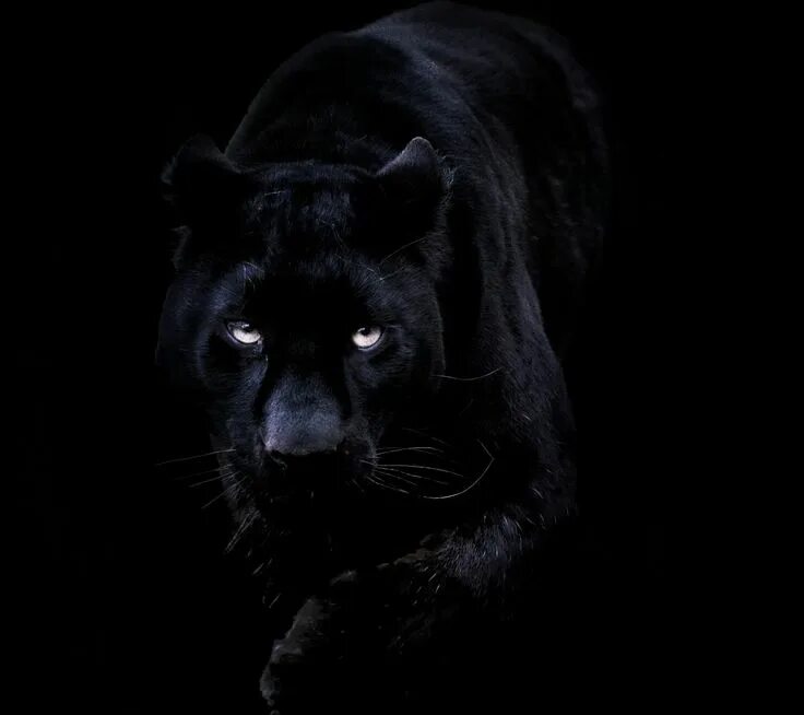 Черный подборка. Тёмные обои на телефон животные. Чёрная пантера в капюшоне. Черный Ягуар на главный экран. Обои на телефон животные на черном.