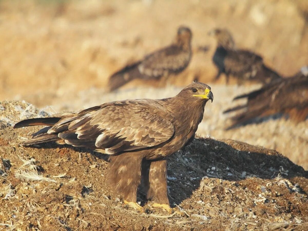 Степной Орел. Степной Орел птица. Aquila nipalensis. Степной Орел Оренбургской области. Орел степная птица