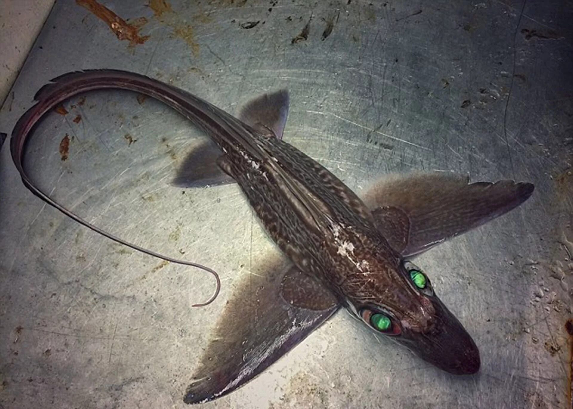 химера имуги. есть ли химеры. химера. образ химеры. есть ли химеры.