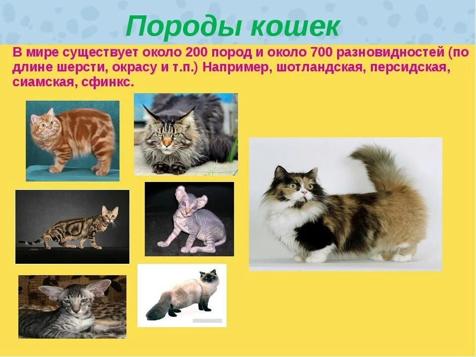 Разнообразие пород кошек. Породы котов с фотографиями и названиями. Породы кошек с фотографиями и названиями пород. Сколько пород кукушек существует.