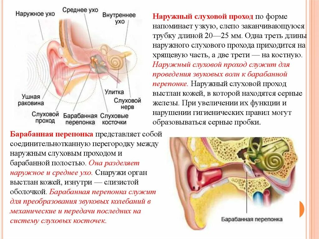 Строение наружного уха барабанная перепонка. Барабанная перепонка строение уха. Ухо человека барабанная перепонка. Барабанная перепонка часть уха