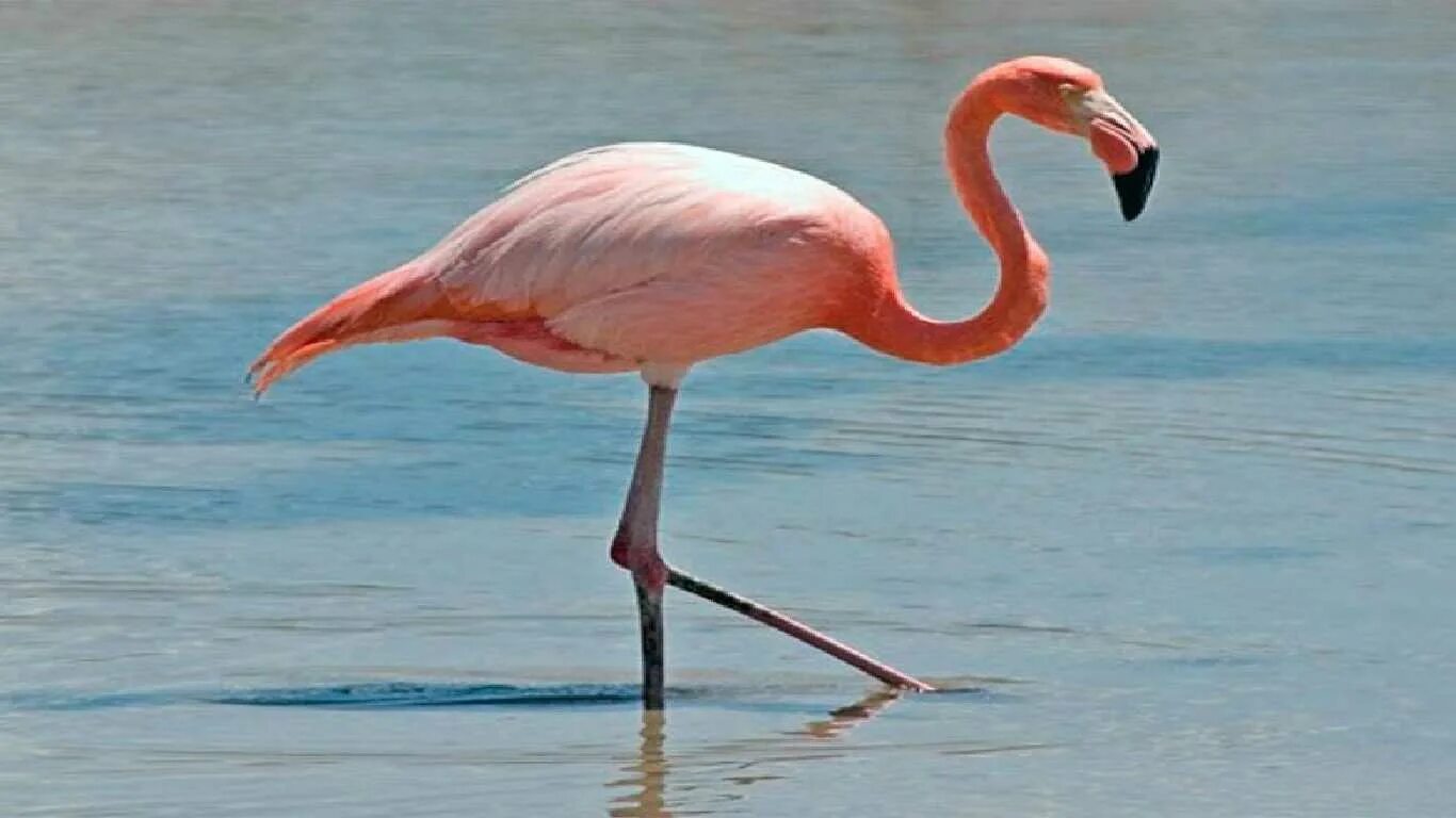 Розовый фламинго значение