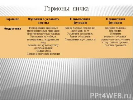 Семенники гормоны