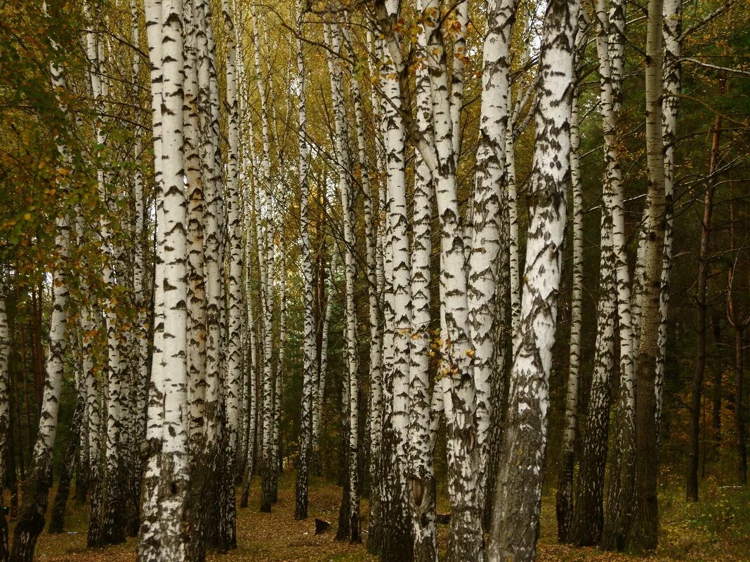 березовая роща ишим. белая тропа. берёзовые рощи россии. березовый лес. березы верхушки лето.