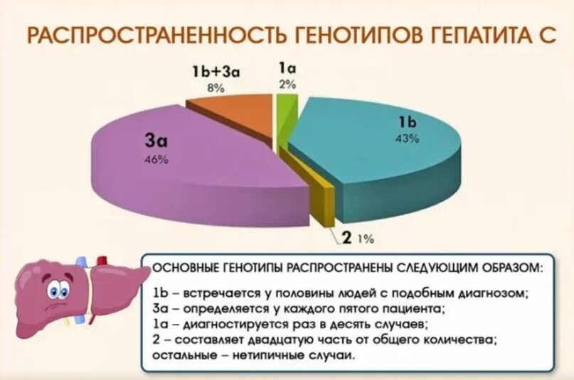 Распространение генотипов вируса гепатита с. Генотип 3а вируса гепатита с что это такое. Распространенность гепатита а. Гепатит с генотип 1b