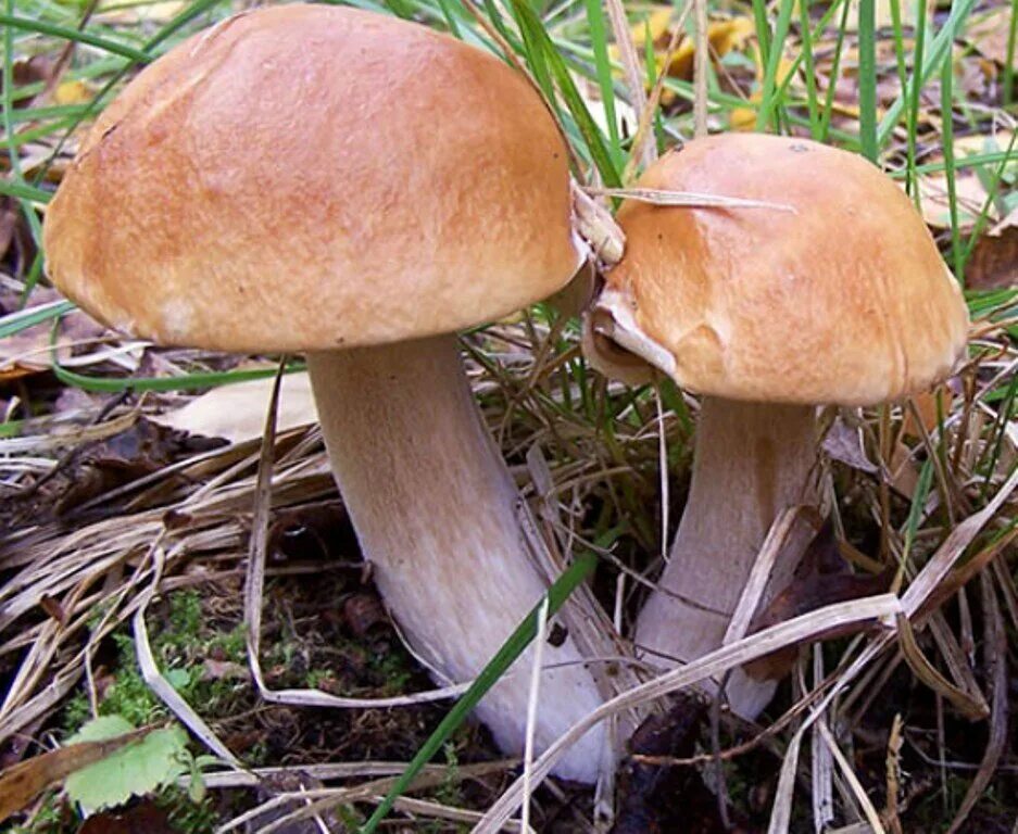 Съедобные грибы Подмосковья. Съедобные грибы Подмосковья фото. Грибы форма жизни. Грибные тесты. Грибы в подмосковье 2024