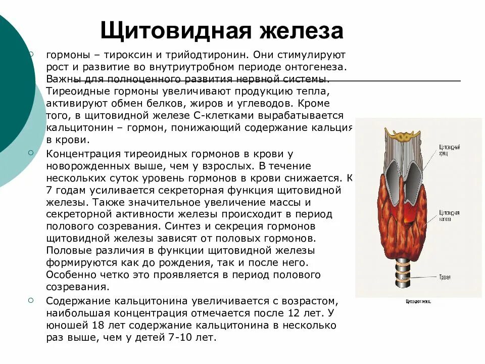 Гормоны щитовидной железы и их функции физиология. Гормон регулирующий функции щитовидной железы. Функциональное значение гормонов щитовидной железы. Эндокринная функция щитовидной железы физиология.