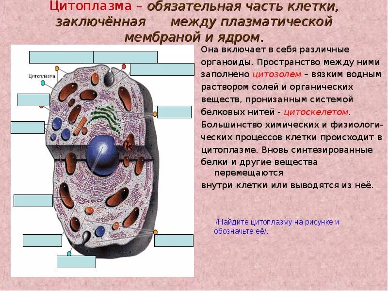 Клеточный уровень строение
