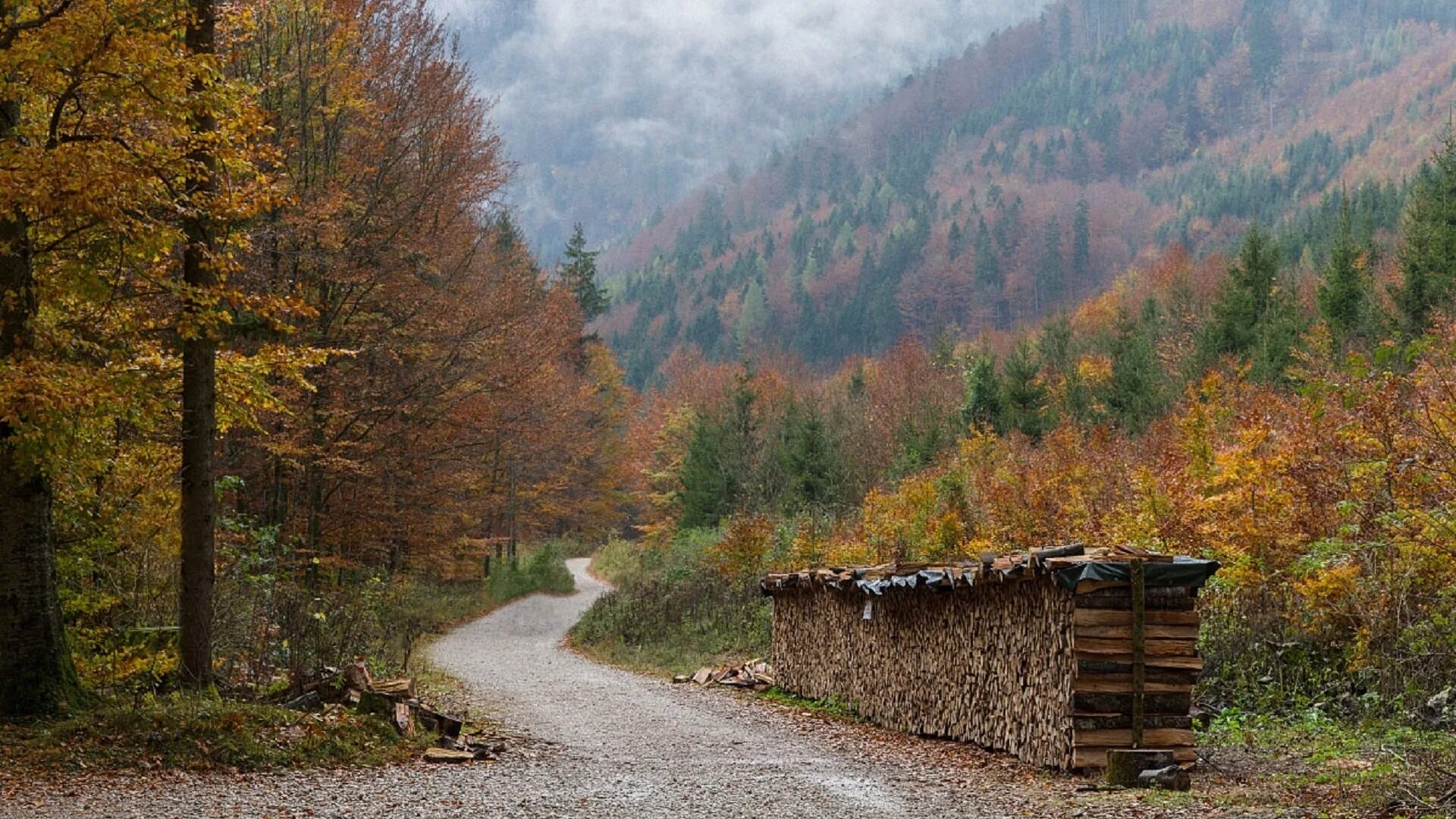 Лесистые Горная дорога. Лесная промышленность красивая картинка. Yollar. Т в лесах и на горах