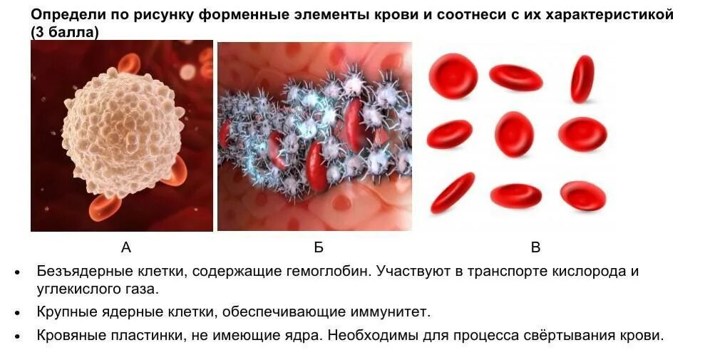 Безъядерный форменный элемент. Форменные элементы крови. Кровяные форменные элементы. Форменные элементы крови содержащие гемоглобин. Безъядерные элементы крови.