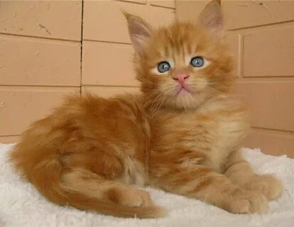 Котята 2 месяца рыжие