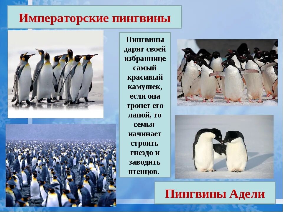 Императорский Пингвин и Пингвин Адели. Факты о пингвинах. Пингвины презентация. Сведения о пингвинах для детей.