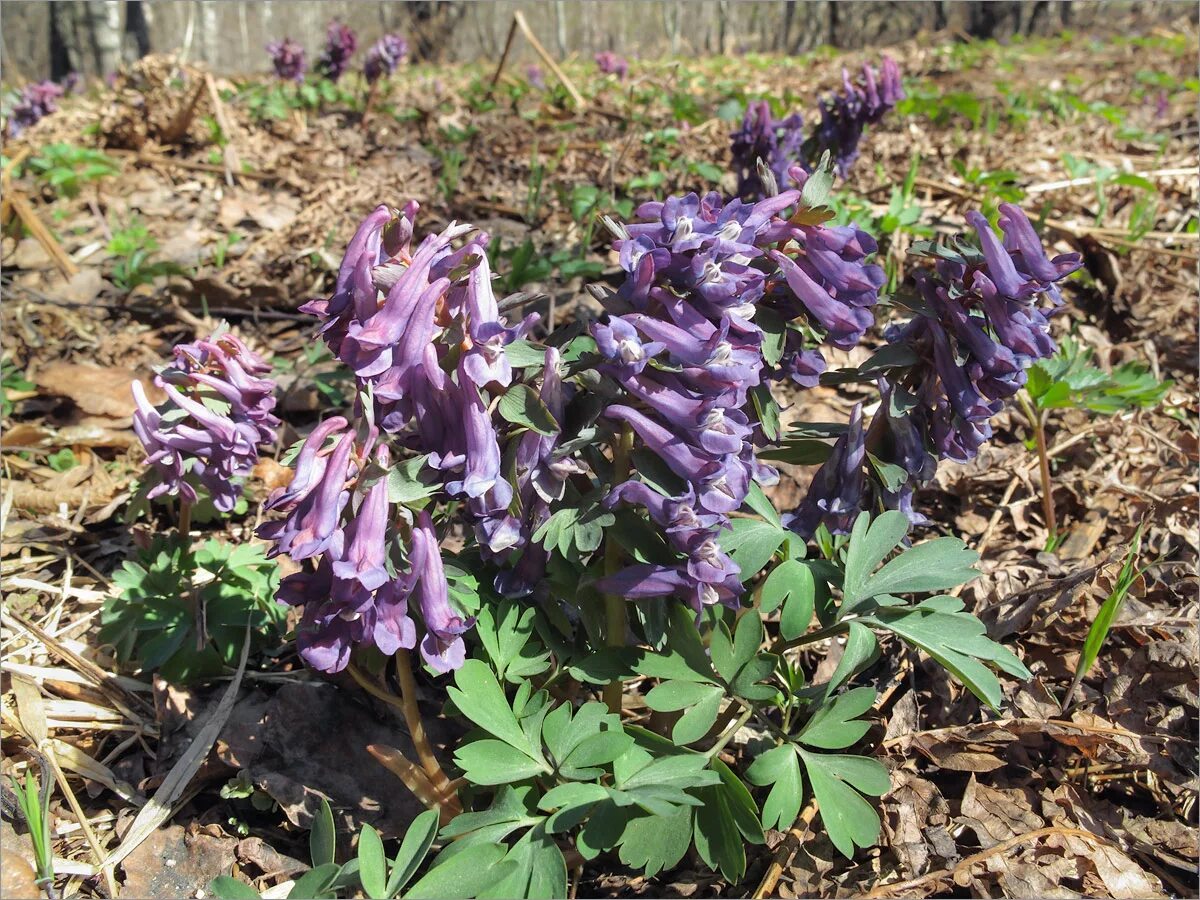 Хохлатка (Corydalis). Хохлатка первоцвет. Хохлатка Галлера Corydalis Halleri. Хохлатка solida.