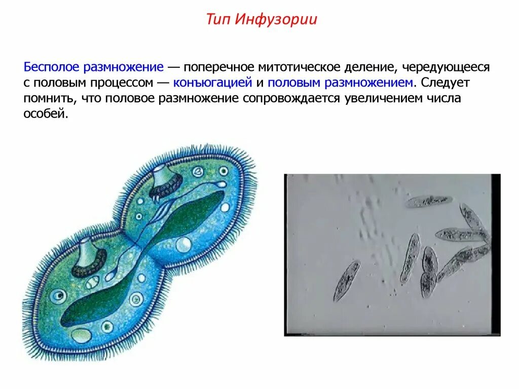 Деление инфузории туфельки бесполое. Тип размножения инфузории туфельки. Поперечное деление инфузории туфельки. Инфузория туфелька поперечное деление.