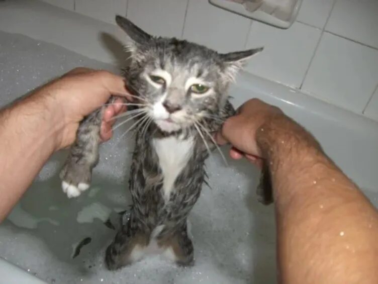 Кот после душа. Котенок купается. мокрый котик. кошка моется. мокрый кот в ванне.