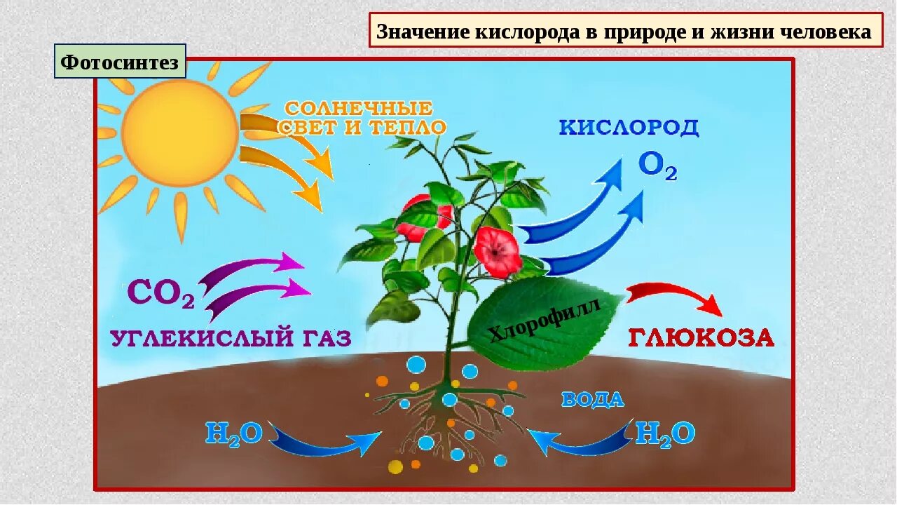 Схема фотосинтеза в природе. Круговорот фотосинтез растений. Схема фотосинтеза у растений. Схема образования фотосинтеза. Схема фотосинтеза цветка 6 класс.