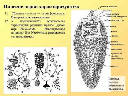 Половая плоских червей