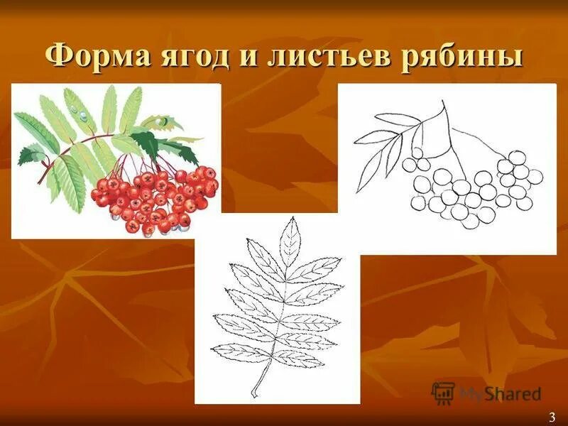 Вид листьев рябины. Гроздь рябины рисунок. ветка рябины поэтапное рисование. рябина карандашом. рябина рисунок карандашом.