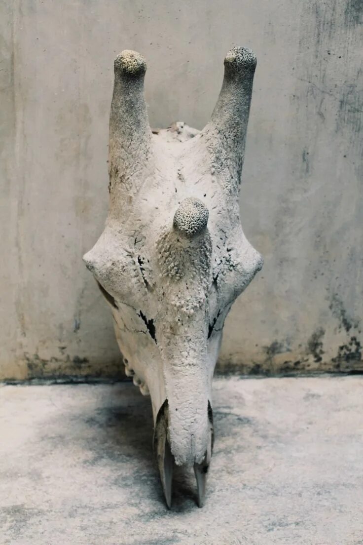 Череп жирафа. Челюсть жирафа. кость жирафа. череп жирафа анатомия.