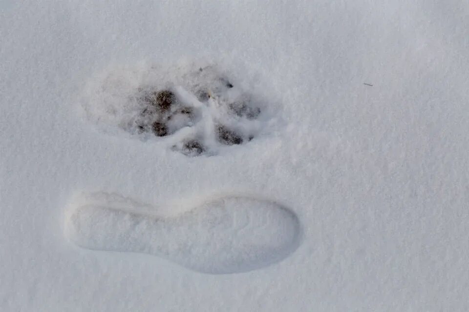 След волка. Следы волка на снегу. Следы собаки на снегу. Следы Волков. Фото следа волка на снегу и собаки