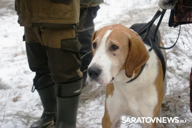 Гончие собаки в саратовской. Гончие собаки в саратовской. Охота с гончими в астрахани. Алтайская пегая гончая. Гончей в саратовской.