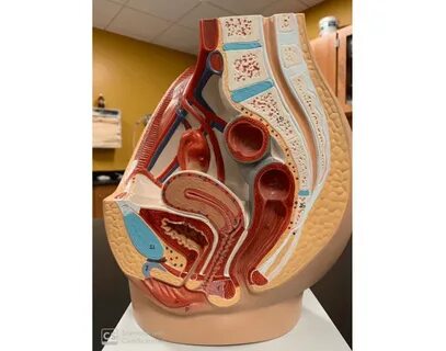 Табиғатта серуендеген құлдың суреті, БДСМ