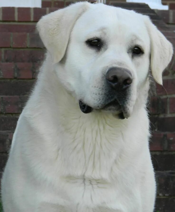 Как выглядит белый лабрадор My Sweet Savannah Cuccioli di labrador, Cani e cuccioli, Razze di cani