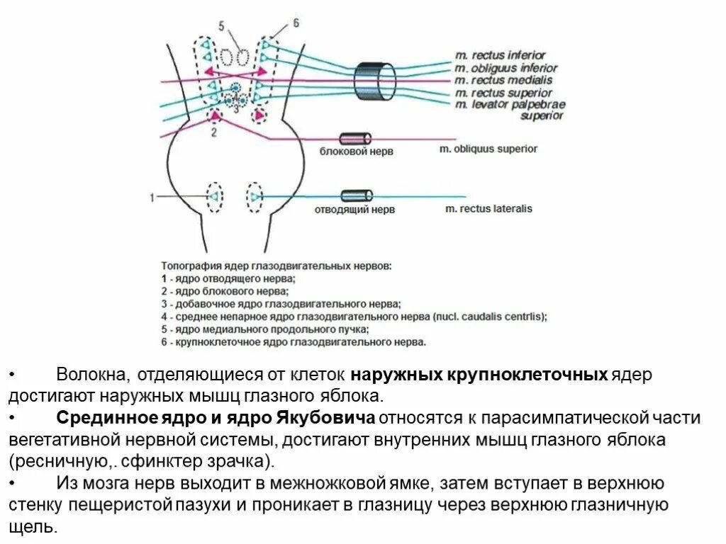 Средний мозг черепно мозговые нервы. Ядро Якубовича глазодвигательного нерва. Средний мозг ядро Якубовича. Непарное парасимпатическое ядро глазодвигательного нерва. Функция добавочного ядра Якубовича глазодвигательного нерва.