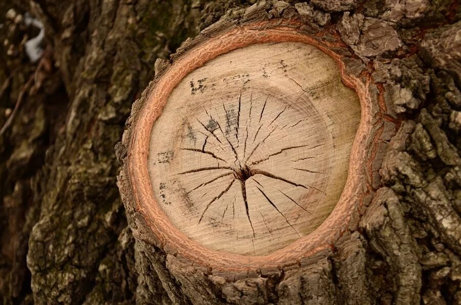 Tree hours. Tree hours
