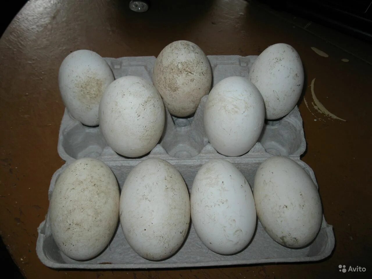 Сколько стоит десяток гусиных яиц. Инкубационное яйцо гусей. Гусиные яйца. Яйца гусиные яйца. Как выглядит гусиное яйцо.