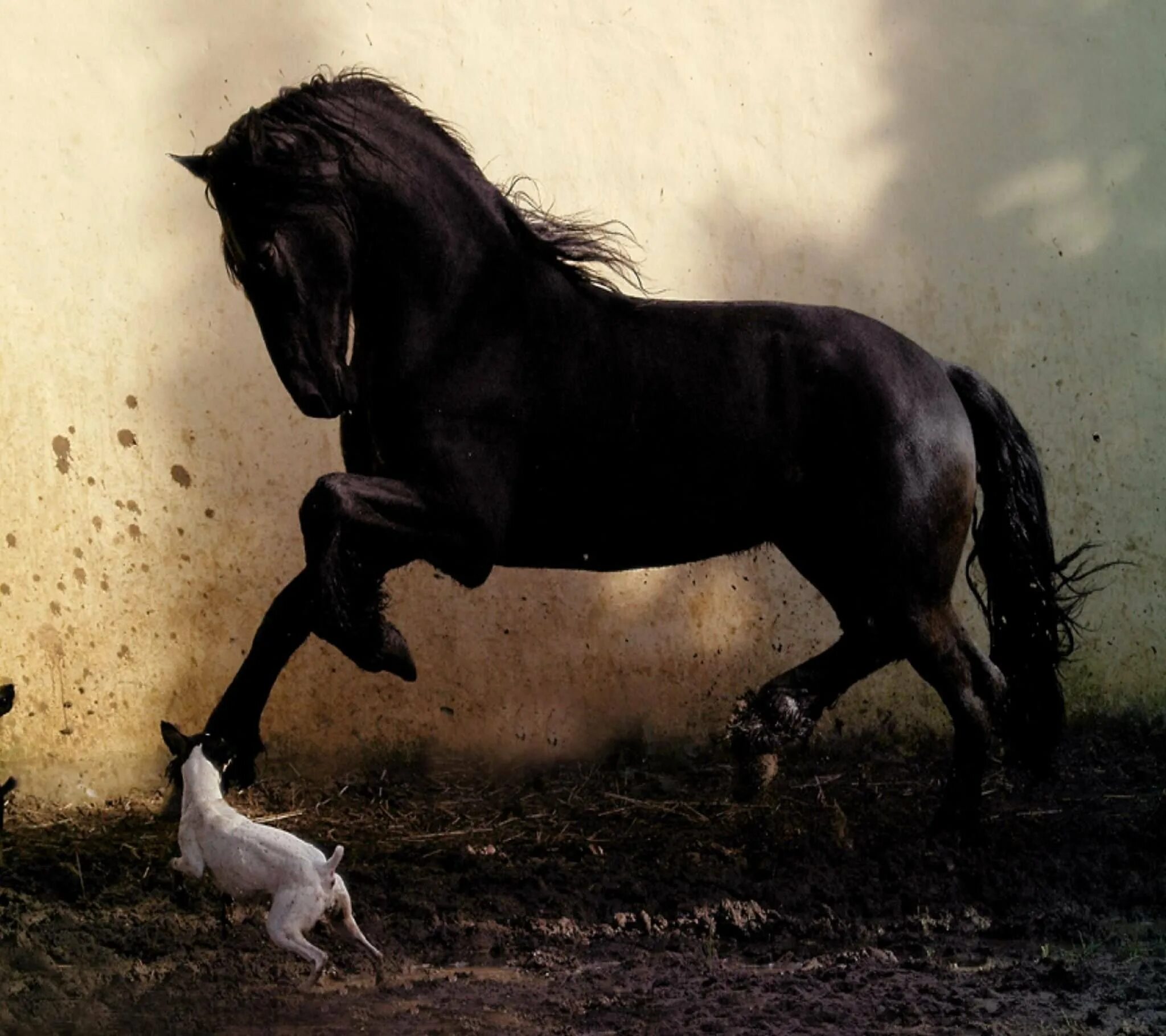 Фризская лошадь Буцефал. Лошадь черный. Фриз лошадь. Фризская лошадь белая. Книга черный конь