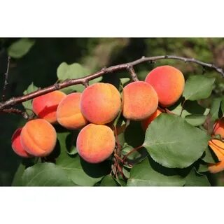 Абрикос какой