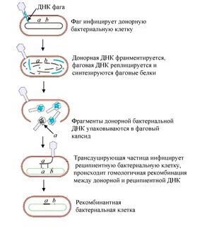 Введение гена в бактериальные клетки