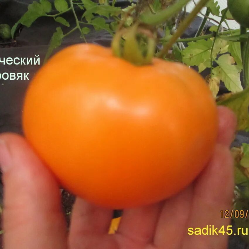 Томат здоровяк. Помидор сорт любимый праздник. Томат диетический. Томат сибирский здоровяк. Томат здоровяк.