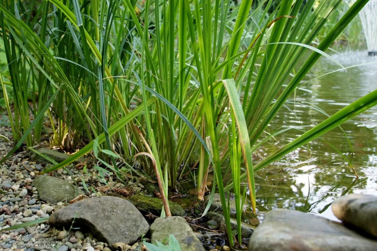 АИР обыкновенный - Acorus Calamus. АИР болотный (Acorus Calamus). АИР болотный корневища. АИР болотный гидрофит.