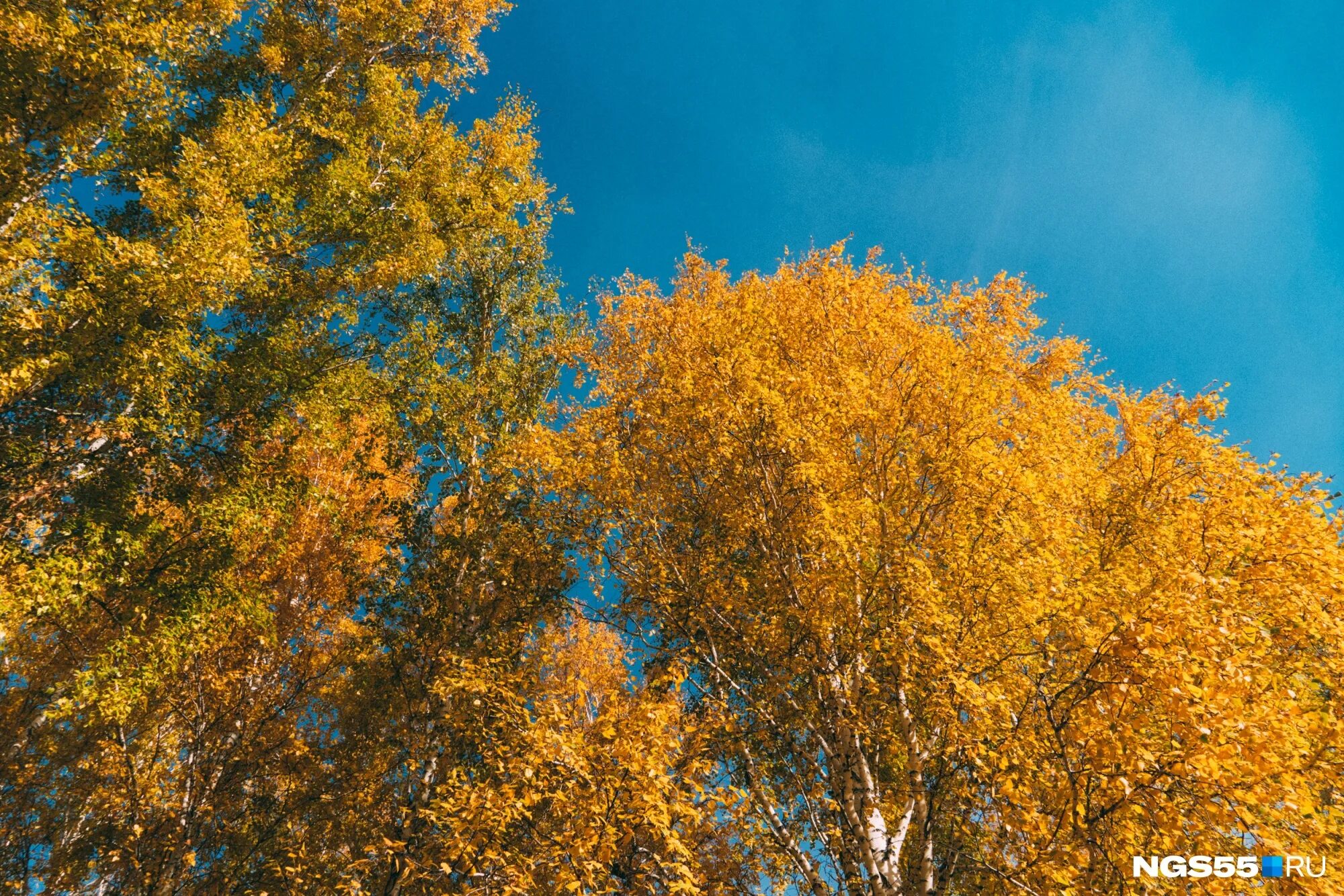 Погода в золотой омской. Омск Золотая осень. Октябрь в Омске природа. Золотой октябрь. Осень в Омске картинки.