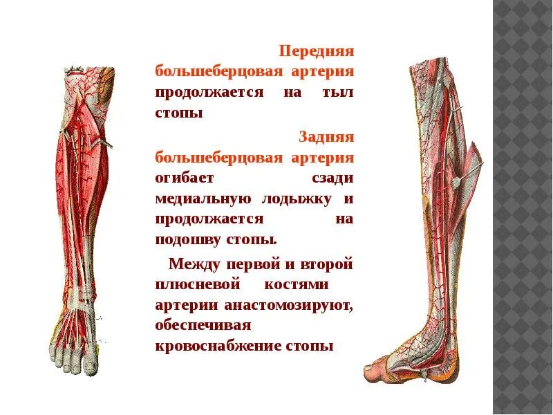 Большеберцовая артерия. Задняя большеберцовая артерия стопы. анатомия передней большеберцовой артерии. передняя больше берцовая вртерия. передняя и задняя большеберцовые артерии.