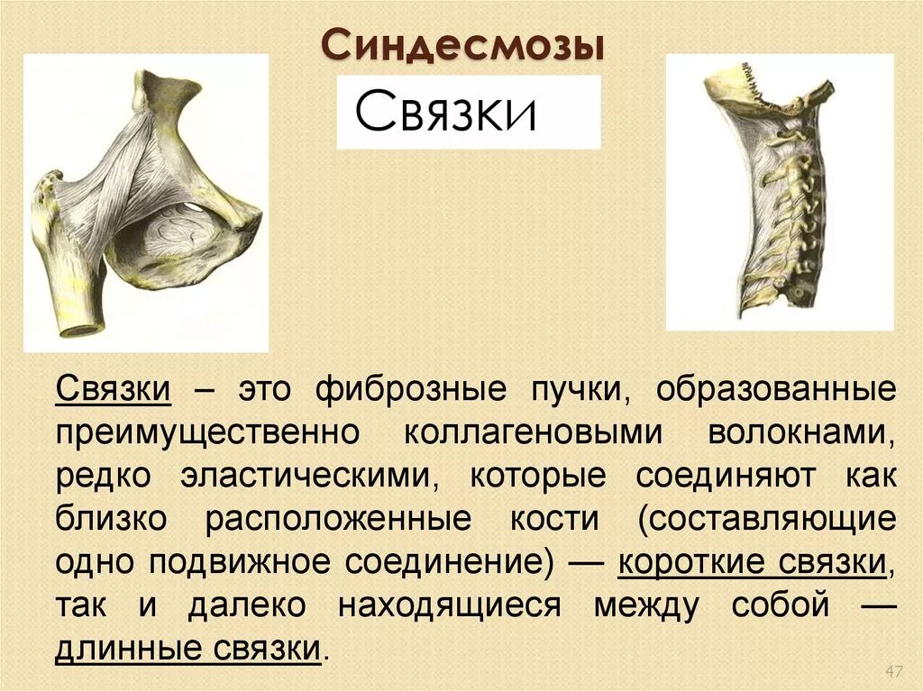 Связки образованы. Синдесмозы костей черепа связки. Синдесмозы фиброзные связки. Синдесмоз это анатомия.