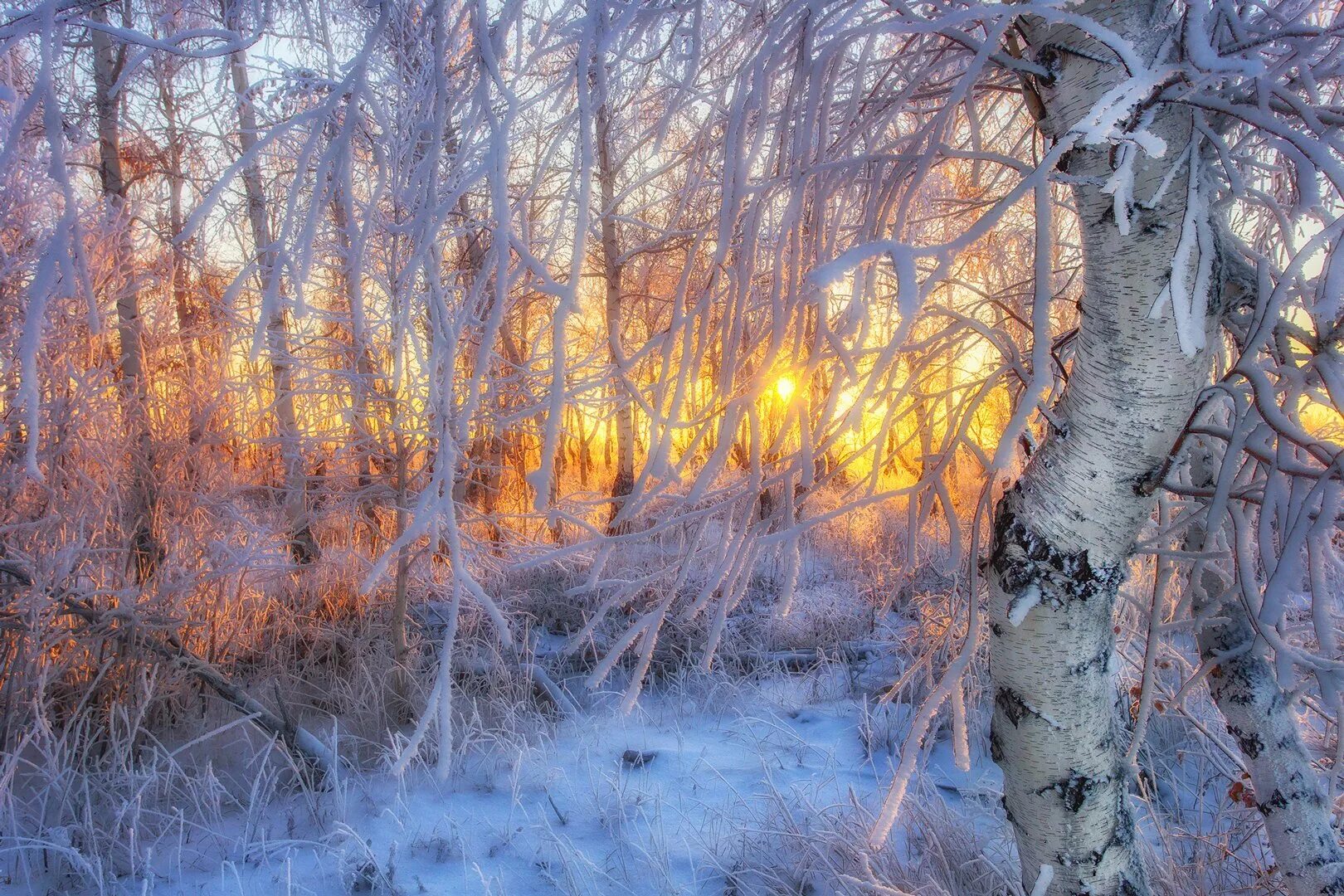 Морозное утро в лесу. Зимний лес солнце. Лес в инее. Береза в инее.