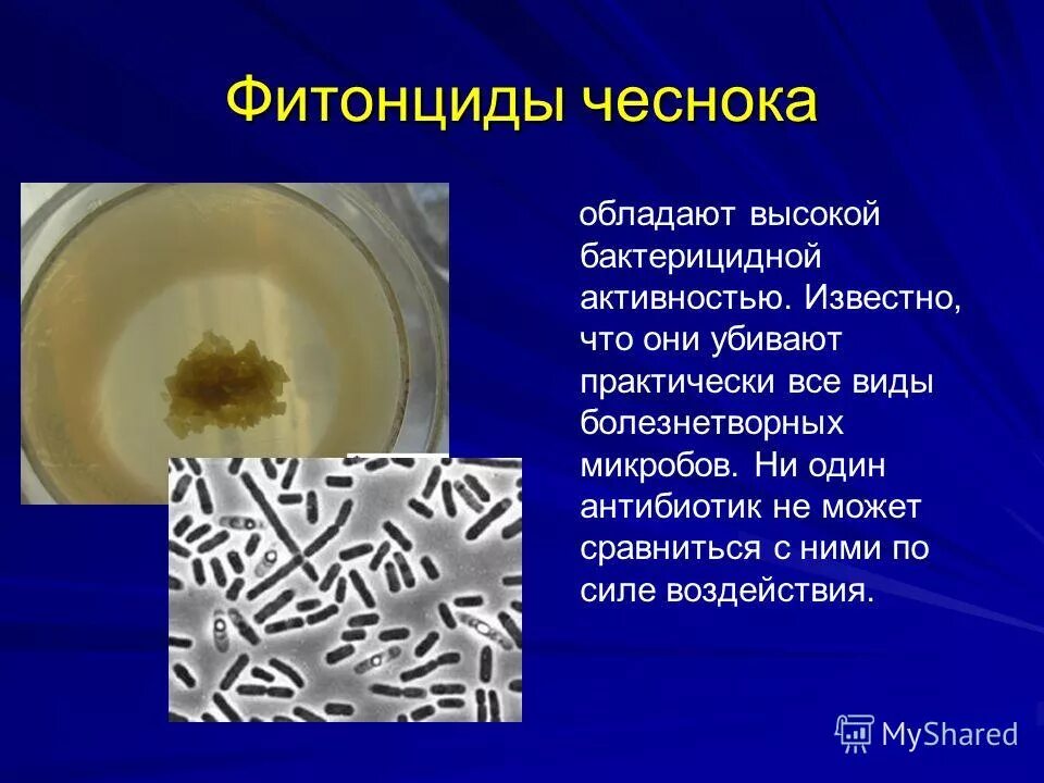 Микрофлора тонкого кишечника. Где содержатся вещества убивающие микробов. Вещества убивающие микробы. Продукты выделяющие фитонциды. Фитонциды обладают бактерицидными свойствами.