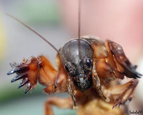 экология планеты. насекомые планеты земля. болотница двукрылые. необычные насекомые. экология для дошкольников.