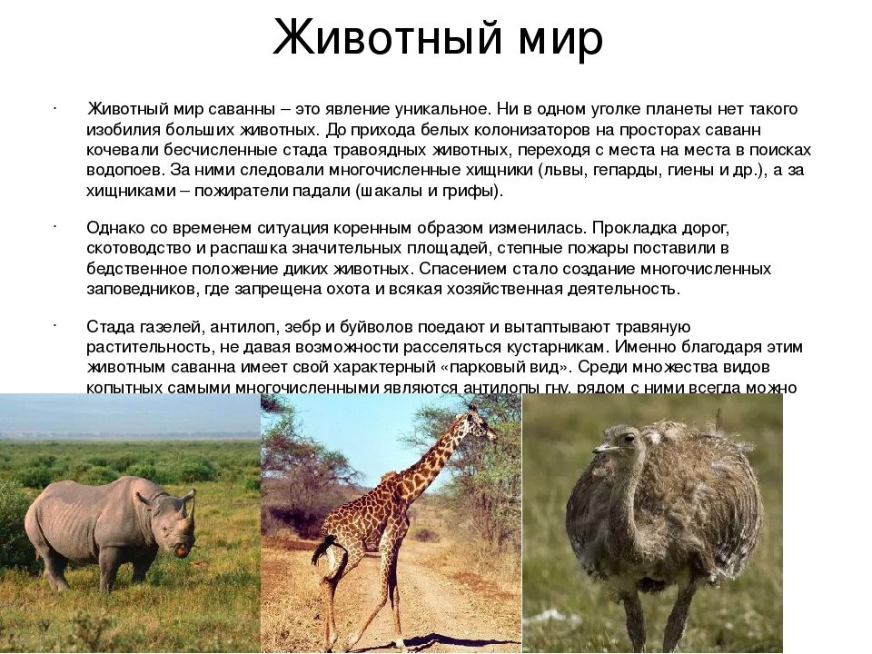 Информация о 2 3 животных саванны